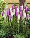 20 Mixed Liatris Blazing Star Bulbs - Purple and White Mixed Flowers