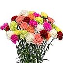 FlowerPrime 50 Assorted Carnations - fresh natural cut flowers multiple colors Choose your Colors