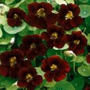 Nasturtium BLACK VELVET Heirloom Edible Beneficial Flowers USA Non-GMO 15 Seeds