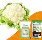 Phool Gobi Seeds Hybrid | Cauliflower | Home | Garden | Kitchen | Farming | Vegetable | Planting | Terrace | Balcony | Eating | Fulgobi | Gobi | Cruciferous | Fulavar - 0.5 Gram : 110 Seed