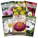 Sow Right Seeds - Daisy Flower Seed Collection for Planting - Attract Pollinators - Beautiful Annual and Perennial Flowers to Plant in Your Home Garden - Non-GMO Heirloom Seeds - Great Gardening Gift