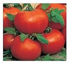PREMIER SEEDS DIRECT Tomato - AILSA Craig - 75 Finest Seeds