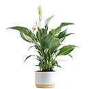 Costa Farms Peace Lily, Live Indoor Plant with Flowers, Easy to Grow Houseplant in Decorative Pot, Potting Soil, Thinking of You, Get Well Soon Gift, Room Decor, 1 Foot Tall