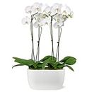 Just Add Ice JA5020 White Orchid Planter in Ceramic Pottery, Long-Lasting Fresh Flower Arrangement, Live Indoor Plant, Easy to Grow Gift for Wife, Mom, Friend, Sympathy Flowers, 10" Diameter, 25" Tall
