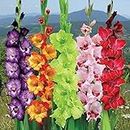 Kraft Seeds Gladiolus Flowering Bulbs (Multicolor, 5 Bulbs) | Fragrant Flower Plants Seeds for Home Gardening | Bulbs for Indoor Home Decor | Flowering Bulbs Bulbs | Fresh Seeds for Flower Pots