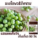 Semillas de berenjena de guisante jardín hogar verduras frescas asiáticas las mejores semillas tailandesas