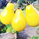 SwansGreen Yellow : 100 Seeds/pack Rare Black Tomato Seeds Very Tasty Nutritive Heathy Vegetables Seeds in Bonsai for Home Garden Planting Easy Grow Yellow