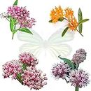 Milkweed Seeds for Monarch Butterflies, 4 Heirloom Non GMO Collection, Butterfly, Showy, Swamp Rose, and Common Varieties.
