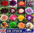 Rosensamen mehrfarbig seltene Rosenblumensamen Hausgartenpflanze, UK