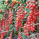 Seeds Tomato Vine Heirloom Vegetable for Planting Non GMO