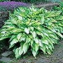 100Pcs Hosta Seeds Perennials Plantain Lily Flower White Lace Home Garden Ground Cover Plant Home Garden Ground Cover Plant Seed