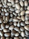 ¡Cultivo de Pecans Georgia 2023! Mezcla Stuart 5 libras en carcasa