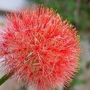 Easy to Grow Red 'African Blood Lily' Plant Bulbs (3 Pack) - Beautiful Uncommon Red Flowering Blooms in Summer Gardens