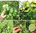 AZIZ GAZI NURSERY Lemon Grafted Live Plant (Citrus) | Lemon Seedless All Season Container Suitable Plant | Healthy Live Plant | Nimbu Live Plant with Grow Bag | Plant for Outdoor & Home Garden