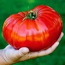 Beefsteak Giant Tomato Russian Hercules Seeds Heirloom Vegetable for Planting Non GMO 40 Seeds