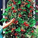 50 Unids Semillas de Fresa Rojas Home Garden Fruit Potted Decoration Plantas Trepadoras para Plantar en el Jardín