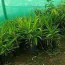 MITU Orijinal Varaity Cardamom Plant Hybrid Elaichi Tree Plant For Home Garden Plant