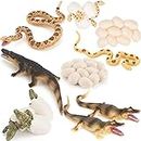 Gemini&Genius Wild Animals Figurine Toys, Rattlesnake and Alligator Life Cycle Set - Realistic Education Insects Life Action Figures- Kit School Project Cake Topper Party Supplies for Kids