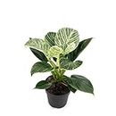 EverSneh Original Live Philodendron Birkin-White Wave Healthy Matured Rare Live Plant Indoor for Home,Office,Garden,Patio,Terrace Decor Air Purifier House Plant with Black Nursery Pot