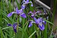 3 belle piante blu spada di palude giglio di palude iris iris iris giglio di spada, pianta acquosa resistente all'inverno