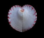 Sea shells - Corculum impressum 57mm- BIG SIZE!!!