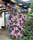 CLEMATIS ~Mixed Colors~ Wonderful large blooms 20+ Perennial Vine Seeds