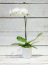 White Living Phalenopsis Orchid Single Stem Fresh Flowers Plant Real