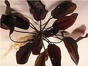 Aquatic Plants - Seven Plants of Rare Echinodorus - Piante d'acquario