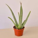 House Plant Shop Aloe Vera - 4" Pot | 18 H x 6 D in | Wayfair 4_SUCC_ALOE_VERA_PP.BLK.CYL