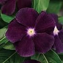 Outsidepride 50 Seeds Annual Vinca Periwinkle BlackBerry Ground Cover & Flower Seed for Planting