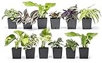 Altman Plants Live Houseplants (12PK), Indoor Plants for Delivery Prime, Live Plants and Gardening Gifts for Plant Lovers, Planters for Indoor Plants with Potting Soil, Live House Plants Indoors Live