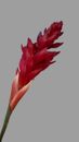 Ginger lily stem. Silk arrangements tropical Hawaiian flowers CRANBERRY