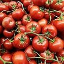 Alicante Tomato Seeds – 40 Fresh Tomato Seeds – Plant and Grow Your Own Vegetables Ideal for Greenhouse, Garden, Polytunnel, Growbags, Large Pots or Containers - Packed in The UK by Meldon Seeds