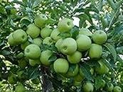 Royal Paradise Garden Green Apple Tree Seeds -10 Pieces