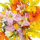 Stargazer Barn Autumn Sunrise Bouquet Royal Lilies Fresh Flowers Bouquet - Overnight Prime Delivery, Fresh Cut Bouquet of Flowers for Thanksgiving, Fall, Birthday, Anniversary - 10 Multi-Bud Stems