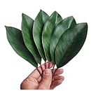 VENCELIN Bigger Artificial Magnolia Leaves-Fake Green Magnolia Leaves for Wedding Decorations,Bookmark,Fake Leaves Decor,DIY Magnolia Wreaths,Home Decor… B0BMQQKSM2 (10)