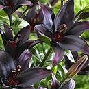 2 x Lily Landini Asiatic – 10 Flowers per Bulb – Deep Purple Star-Like Flowers – Loved by Gardeners and Pollinators - Fills Early Summer Garden