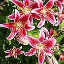 Stargazer Oriental Lilies (12 Pack of Bulbs) - Freshly Dug Flower Bulbs