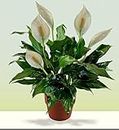 PlantaZee Real Live Indoor Live Plant From Kerala- Rare" Peace Lily" Spathiphyllum White Flower Plant