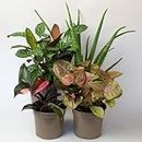 4 x House Plants – Indoor Plants Make Great Living Room Accessories, Aloe Vera Plant Included
