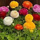 Gardener Bhabi Imported Flower Bulbs Collections - Pack of 5 Bulbs (Ranunculus Mix)