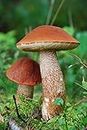 weißstielige Rotkappe – Myzel – Pilze Forest – Grow Your Own Pilze.