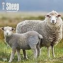 Sheep 2018 Calendar