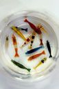 10+1 Adult Neocaridina Candy Skittle Live Shrimp Mixed Colors Aquarium with FOOD