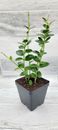 Hoya cummingiana live rare house plants in 4 inch nursery planted pot