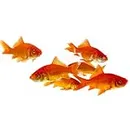 Toledo Goldfish Classic Comet Goldfish: Live Goldfish with a Variety of Sizes for Ponds, Tanks, and Aquariums - 3-4 Inches, 10 Count