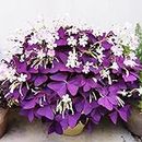 12+ Bulbs Purple Shamrocks Oxalis Triangularis Lucky Lovely Flowers Bulbs Grows for Planting Indoors or Outdoors