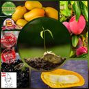 30 Mango Seeds Organic Delicious Mangifera Indica Miyazaki Fruit For Planting⭐️