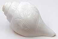 CENTORGANIC Vamavarti Natural Conch Shell Loud Blowing Engraved Shankh for Pooja Original, Standard Medium Size, 14 cm, 300 Grams