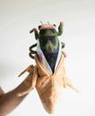 Moulting cicada plushie toy premium ethical manufacture science & nature kids